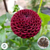 50 Moor Place Dahlia Seeds (Flower Garden Potted Plants)